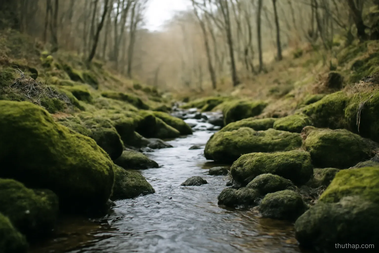 a narrow stream followed upstream between mossy rocks toward a wooded hillside in daylight